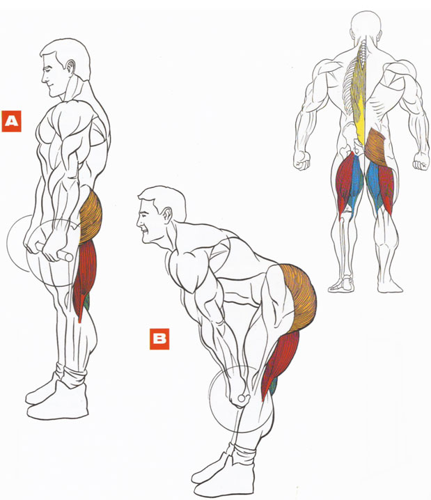 Мышцы ног: векторные изображения и иллюстрации, которые можно скачать бесплатно | Freepik