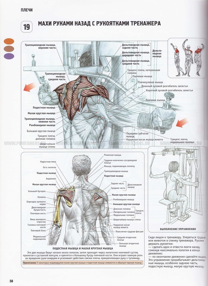 Скачать книги анатомия силовых упражнений